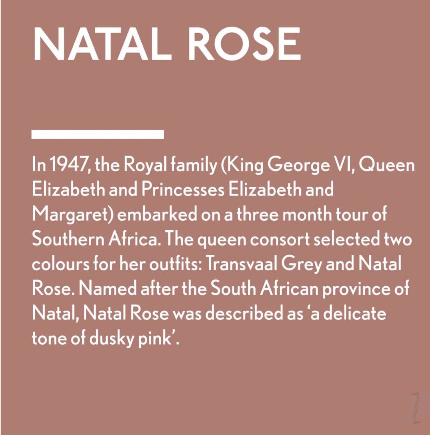 Natal Rose - Jubilee Paint