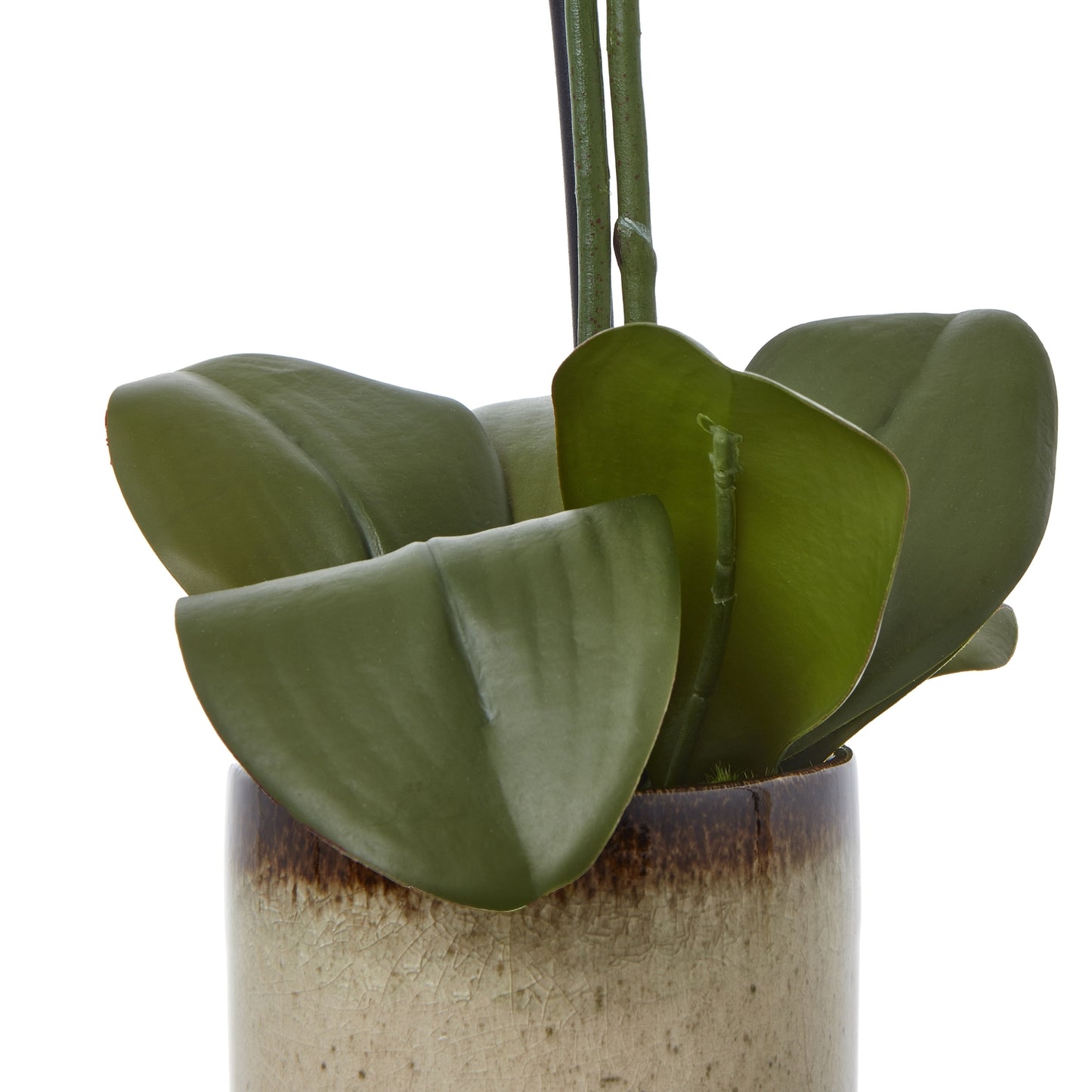 Medium Green Orchid in Ceramic Pot