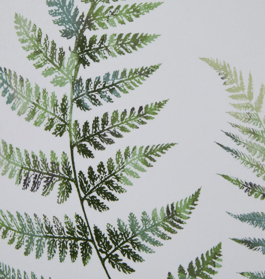 Watercolour Fern Duo In Washed Wood Frame