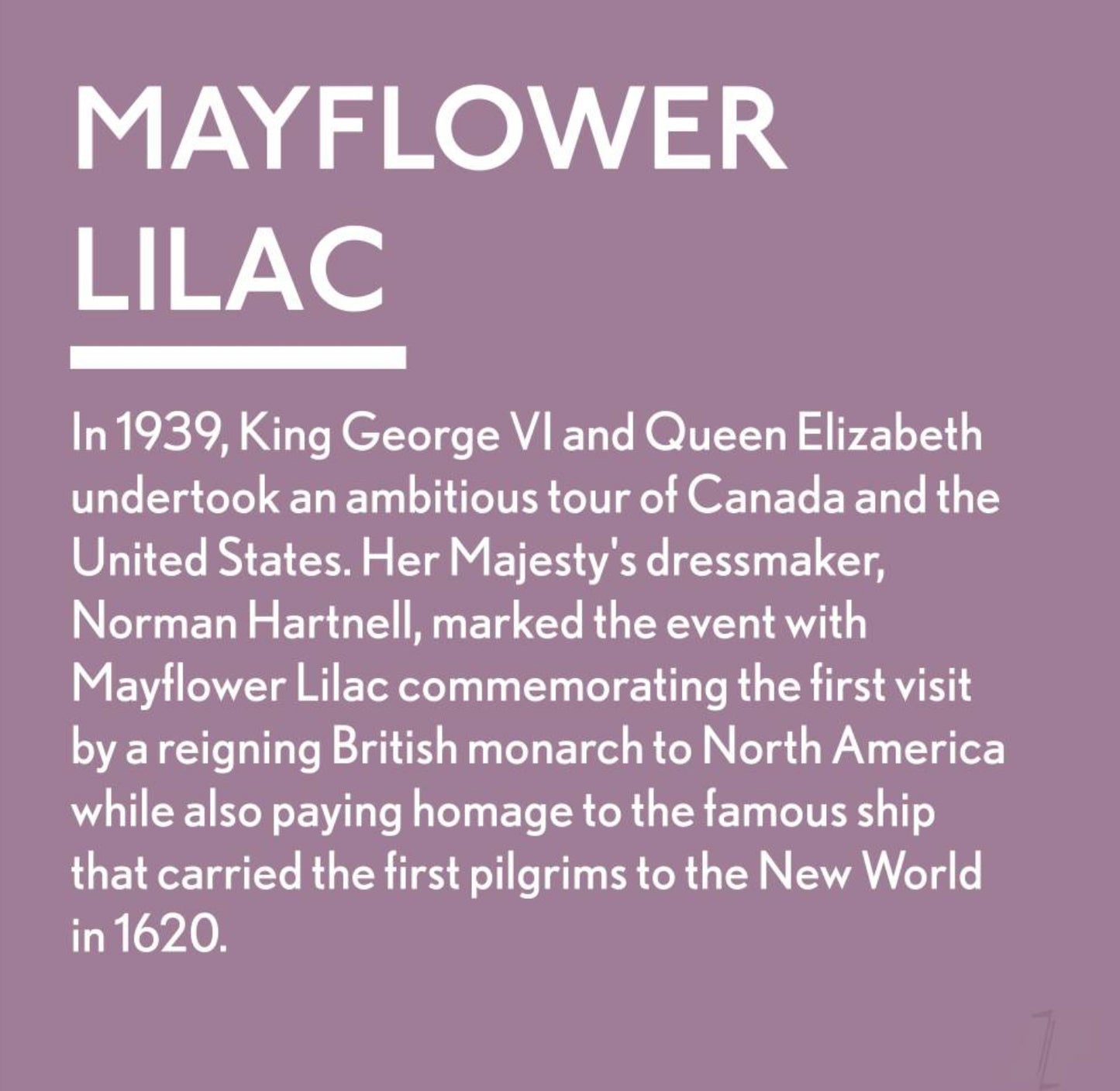 Mayflower Lilac