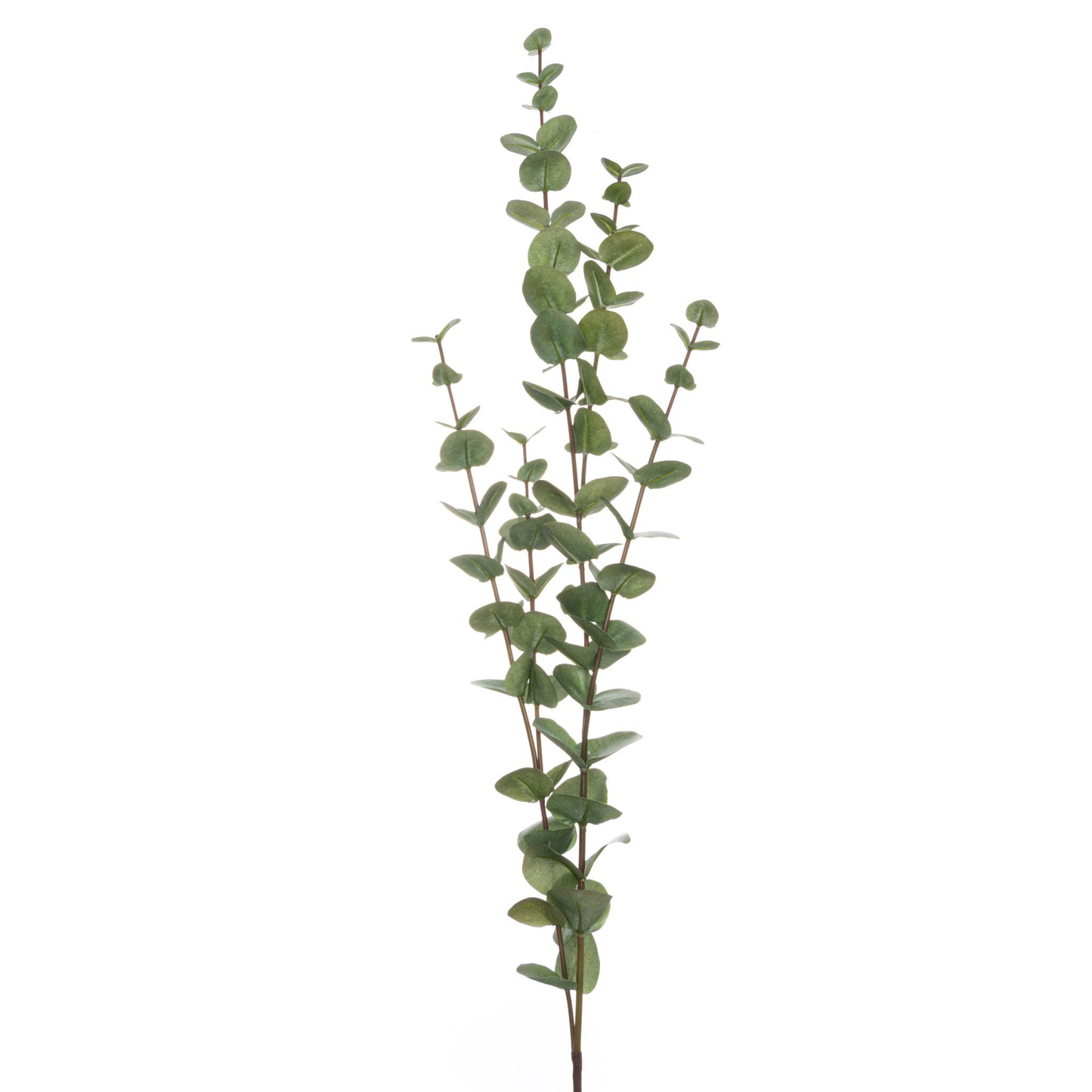 Large Cineraria Eucalyptus Spray - Unique Home Pieces