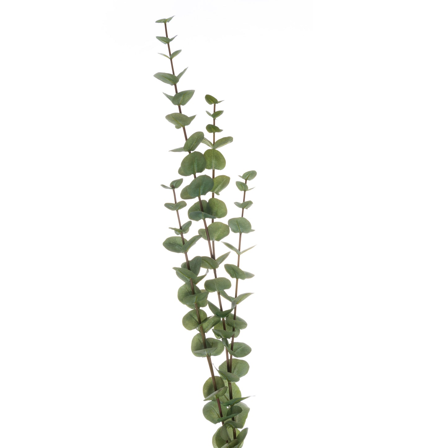 Large Cineraria Eucalyptus Spray - Unique Home Pieces