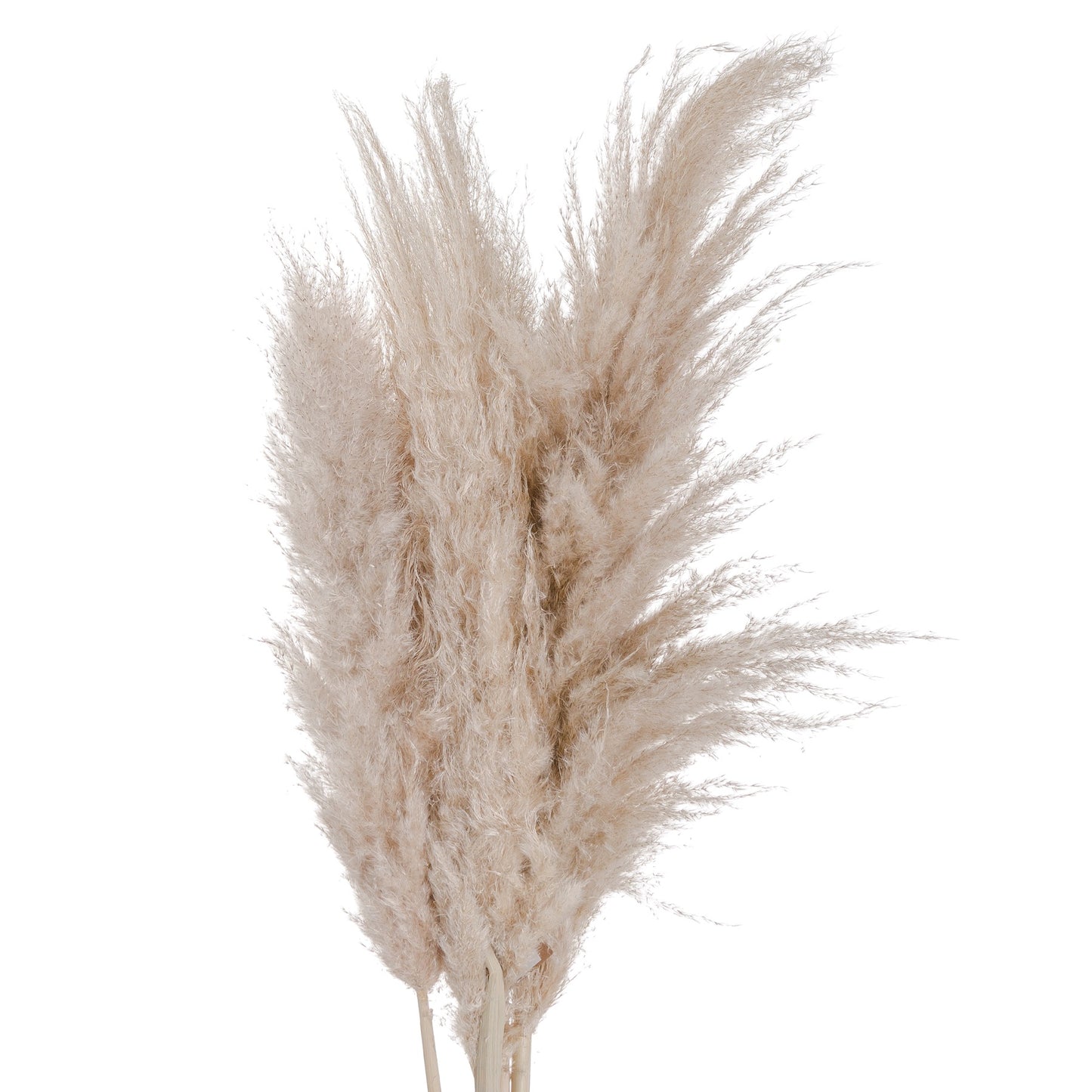 Cream Pampas Grass Stem - Unique Home Pieces