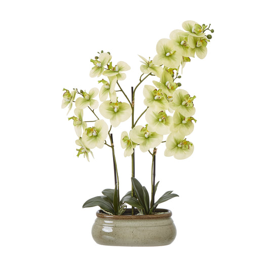 Introducing this exquisite Phalaenopsis orchid, a stunning addition to any space. With its delicate, pale green blooms and lush foliage, this faux floral captures the essence of nature's beauty. Crafted with meticulous attention to detail, the orchid's lifelike petals and stems create an enchanting visual display. Pair this versatile piece with sleek, modern decor for a sophisticated touch, or incorporate it into cozy, rustic-inspired settings for a natural, harmonious feel. H73 X D9 X W52