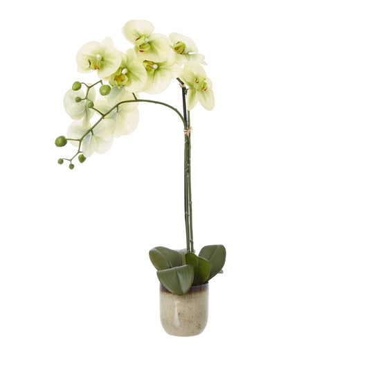 This lifelike faux orchid in a ceramic pot is a stunning addition to any space. The delicate blooms of the Phalaenopsis orchid, with their soft green hues and subtle details, create a natural and elegant display. Pair this piece with other potted plants or incorporate it into your home decor for a touch of organic sophistication. Its versatile design complements a variety of interior styles, from minimalist to bohemian. H59 X D26 X W35