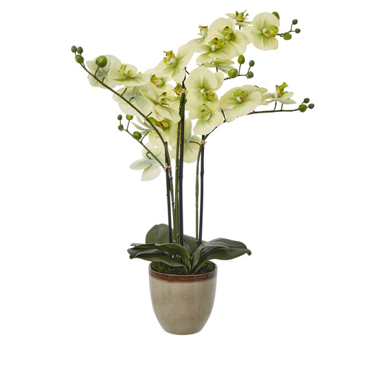 Extra Large green orchid, a striking faux orchid arrangement in a beautiful ceramic pot which provides a contrast making it a versatile choice for a range of interior styles.. Measures 77cm by 50 by 62.