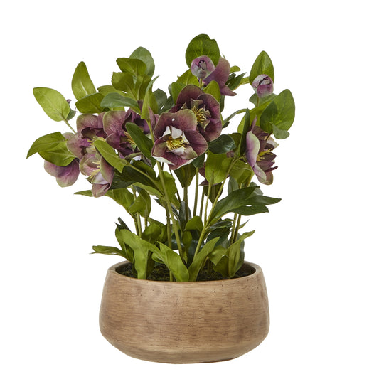 This exquisite faux Hellebore plant boasts deeply hued, cup-shaped blooms in a rich plum shade. Crafted with meticulous attention to detail, each petal and leaf mimics the natural elegance of the real Hellebore. Nestled in a neutral taupe ceramic pot, this piece seamlessly complements a variety of interior styles, from rustic farmhouse to modern minimalist. H41 X D33 X W38