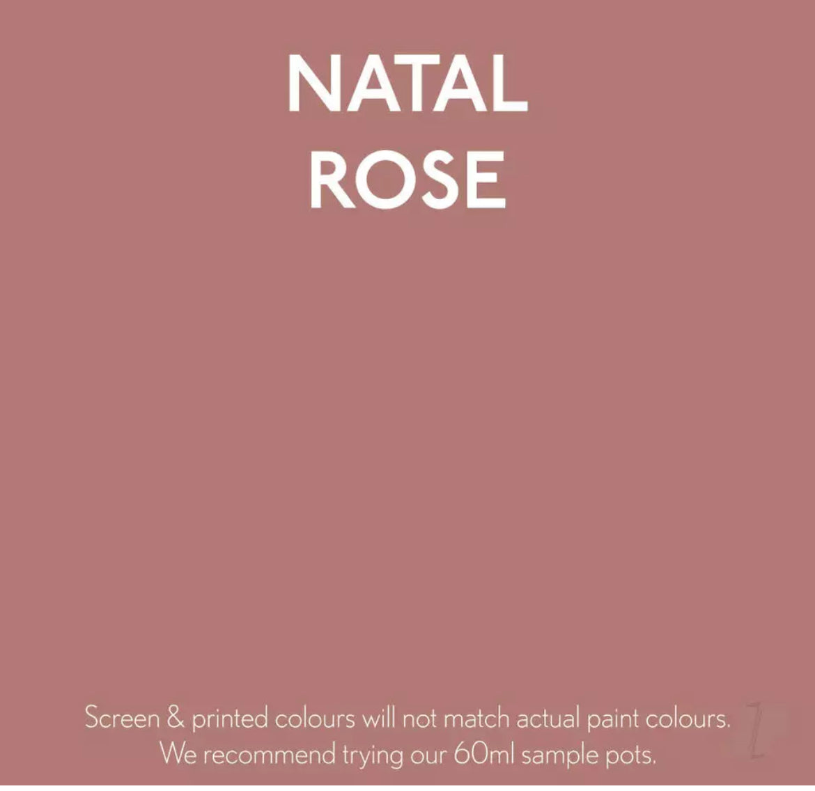 Natal Rose - Jubilee Paint