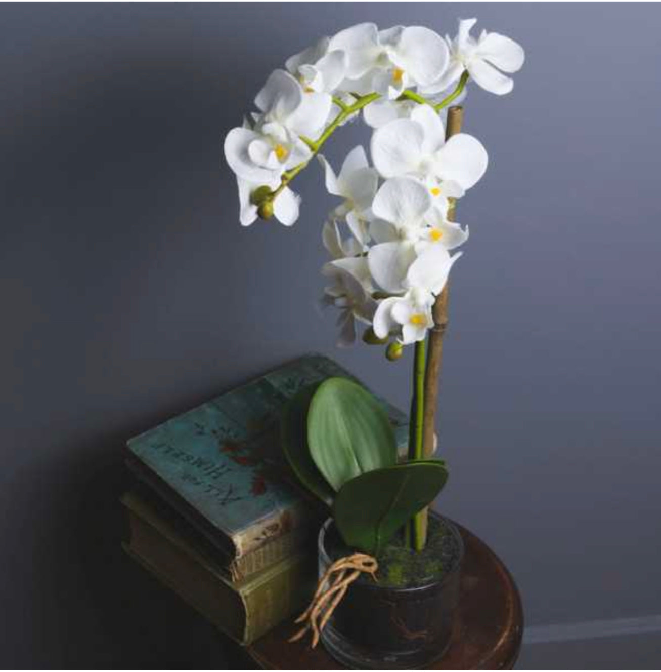 Harmony White Potted Orchid - Unique Home Pieces